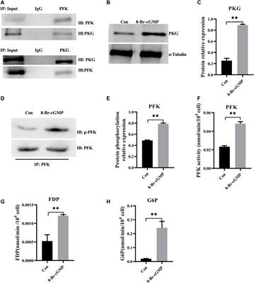 Myostatin Mutation Promotes Glycolysis by Increasing Phosphorylation of Phosphofructokinase via Activation of PDE5A-cGMP-PKG in Cattle Heart